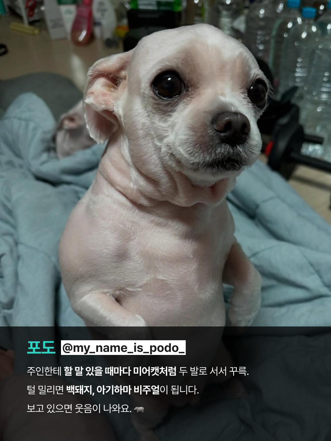힘들 때 몰래 켜보는 힐링 테라피 8