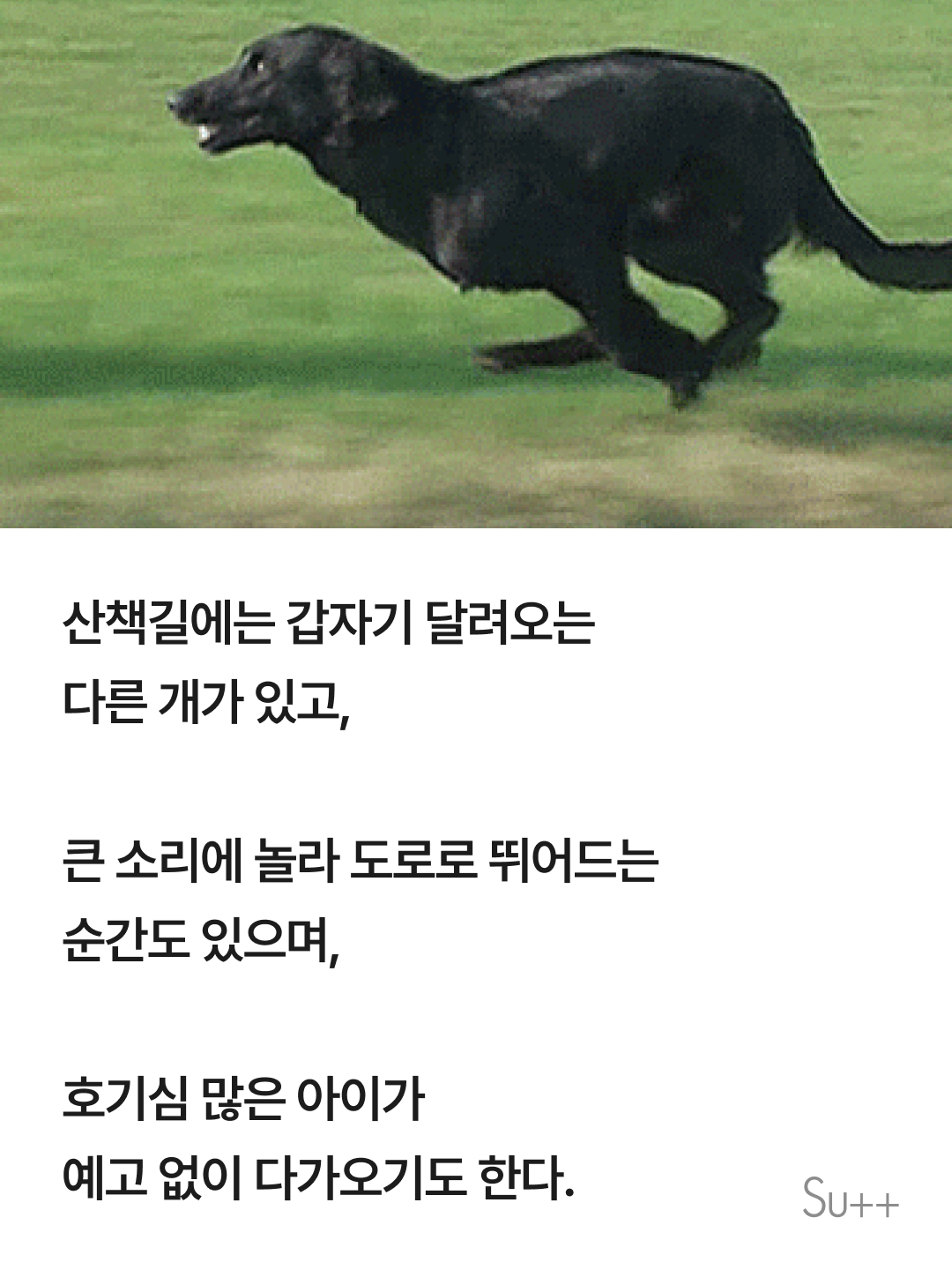 강아지를 사랑하는 사람이 목줄을 해야 하는 이유 3