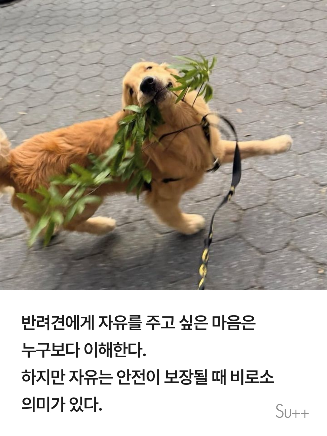 강아지를 사랑하는 사람이 목줄을 해야 하는 이유 5